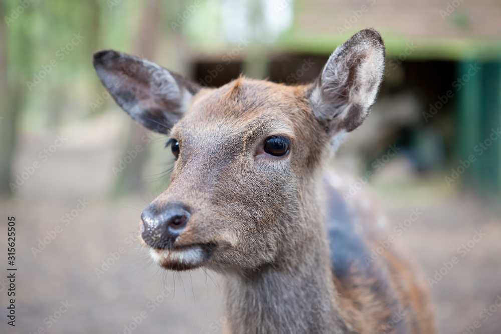 Portrait eines Rehkitz Portrait eines Rehkitz