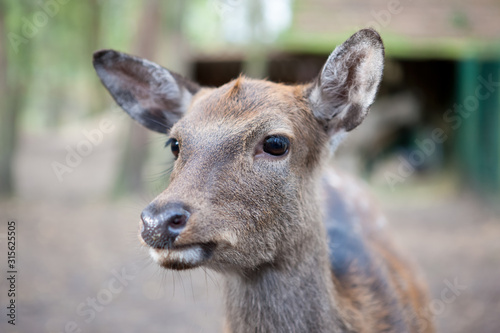 Portrait eines Rehkitz