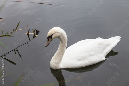 Höckerschwan schwimmt in einem See