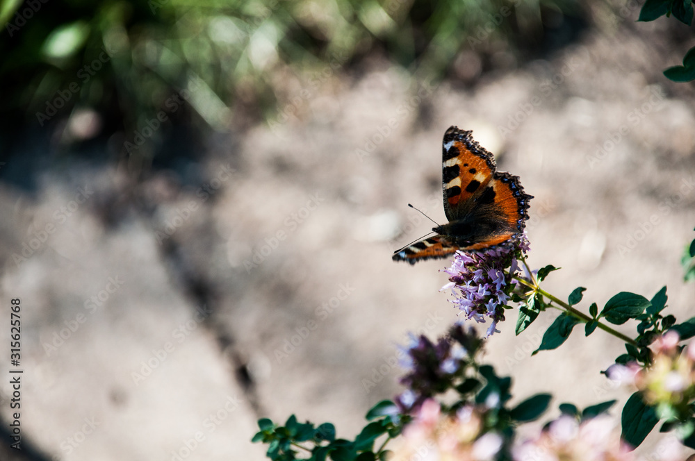 Fototapeta premium oregano kwiat ogród