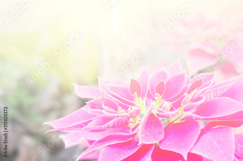 Floral background blooming in pastel tones