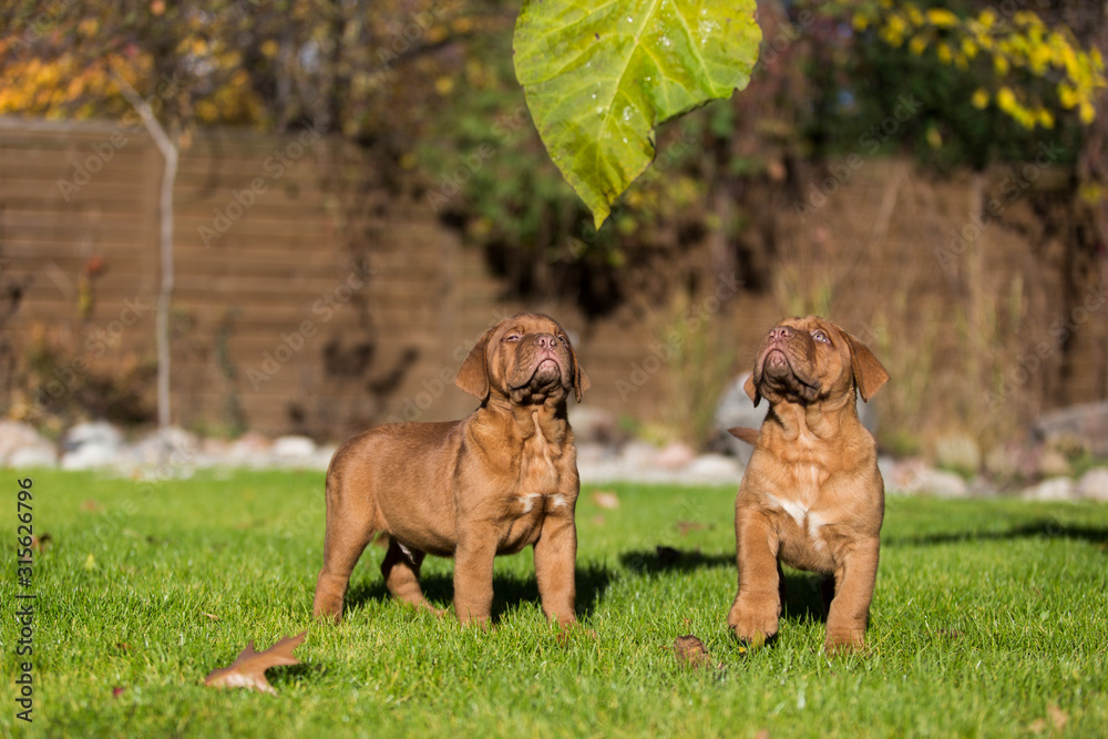 Urocze szczeniaki dog de bordeaux Urocze szczeniaki dog de bordeaux
