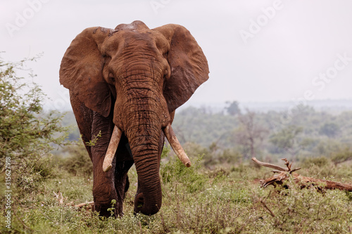 African elephant with large tusks approaching, front view
