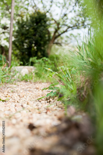 Fototapeta Naklejka Na Ścianę i Meble -  trawa kamyki ścieżka ogród