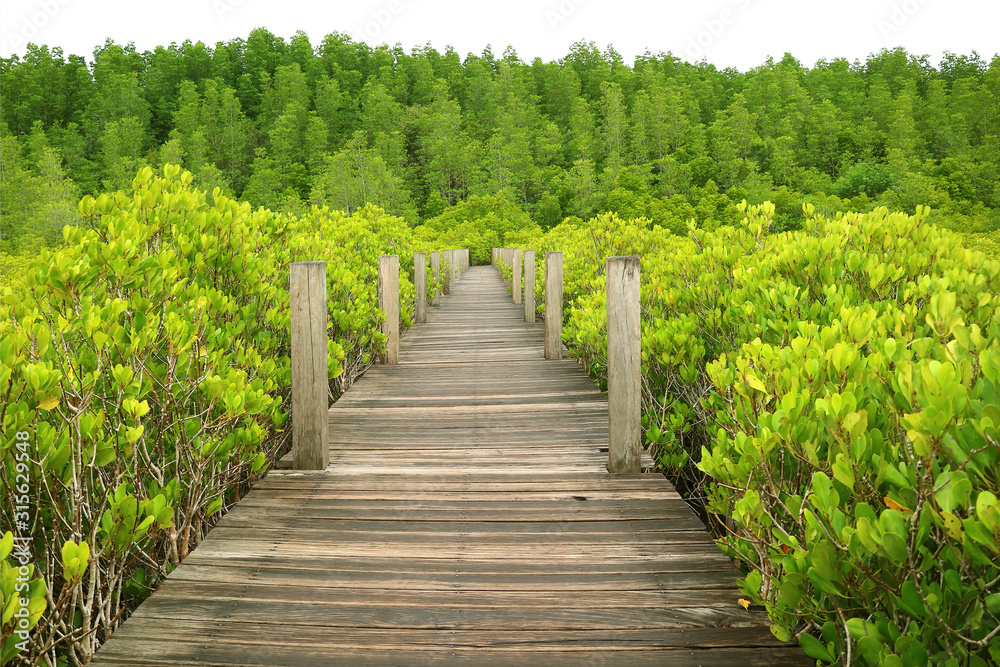 Wooden boardwalk among the vibrant green forest Wooden boardwalk among the vibrant green forest
