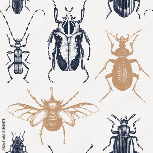 Vector background with high detailed insects sketches. Hand drawn beetles illustrations in vintage style. Entomological backdrop. Engraved beetles seamless pattern.Insects outlines.