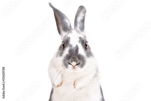 Portrait of a funny cute rabbit, closeup, isolated on a white background
