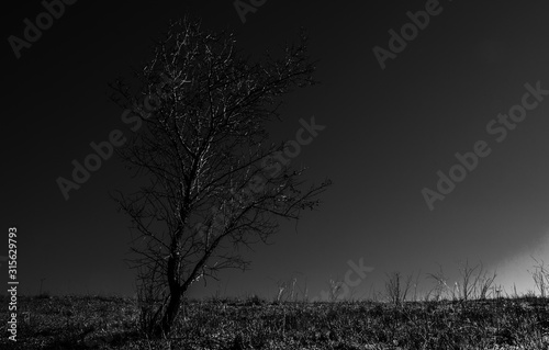 Landscape of a lonely tree located on the left. Nature © Nanci