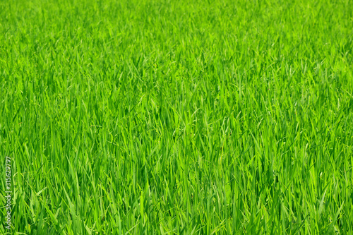 Growing young rice plants in the paddy field with selective focus