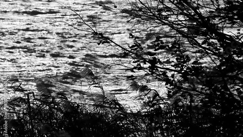 reflection of trees in water
