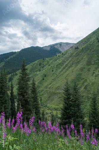 flowers in the middle of high green mountains in cloudy weather © Денис Кузнецов