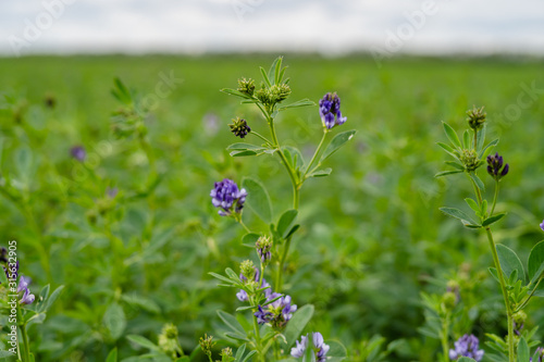 Foto Field of green alfalfa ready for mowing