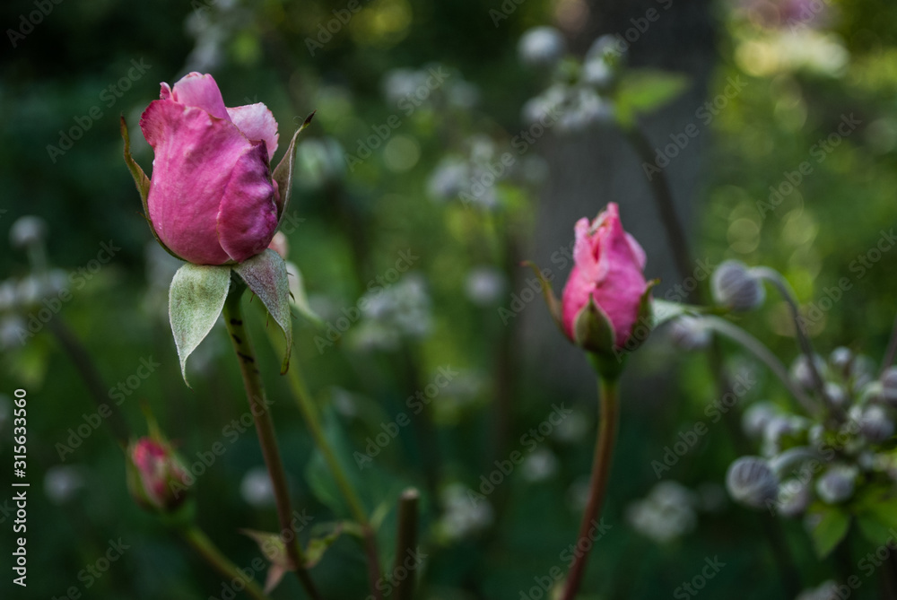 róże kwiaty ogród rośliny
