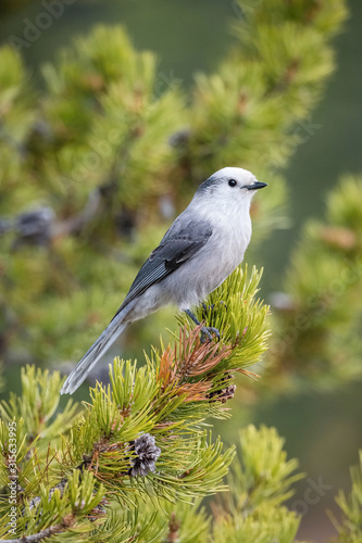 Perisoreus canadensis, Canada jay The bird is perched on the branch in nice wildlife natural environment of Yelowstone National Park. Wildlife scene from USA.. photo