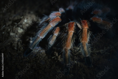 big spider animal in tunnel with cobweb catch