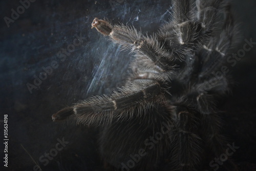 big spider animal in tunnel with cobweb catch