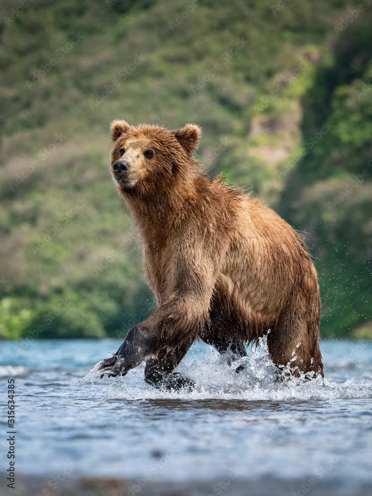 The Kamchatka brown bear, Ursus arctos beringianus catches salmons at Kuril Lake in Kamchatka, running in the water, action picture The Kamchatka brown bear, Ursus arctos beringianus catches salmons at Kuril Lake in Kamchatka, running in the water, action picture