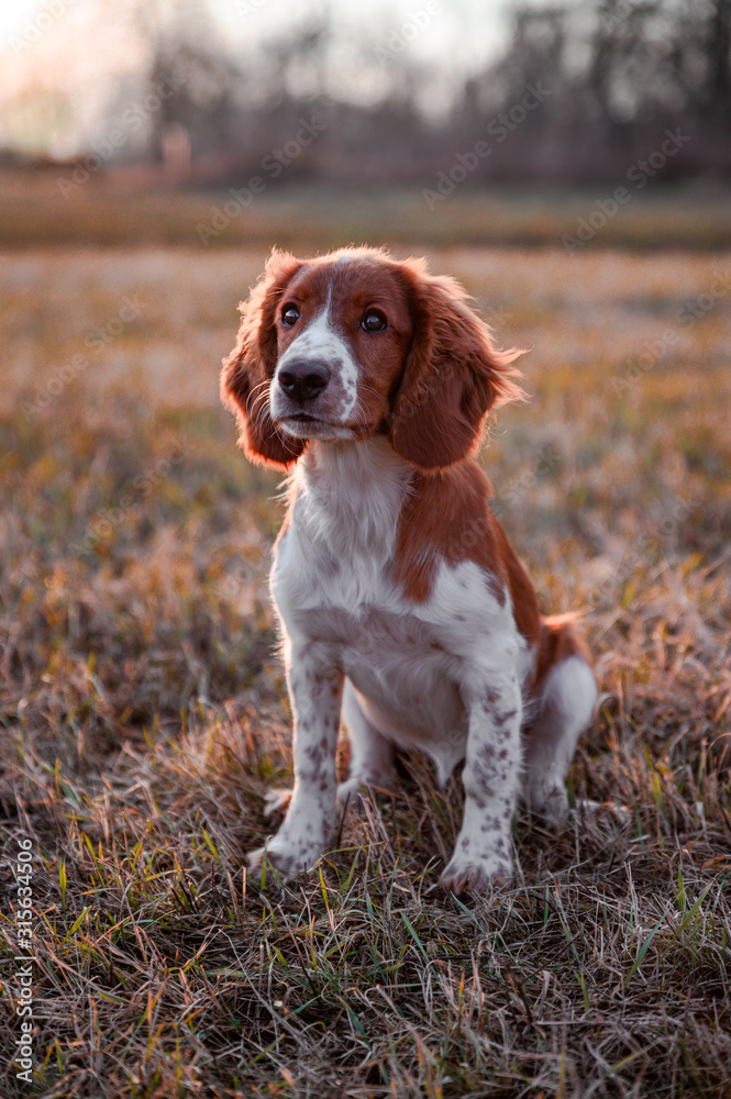 Cute little puppy of welsh springer spaniel breed. Dog portrait on meadow. Cute little puppy of welsh springer spaniel breed. Dog portrait on meadow.