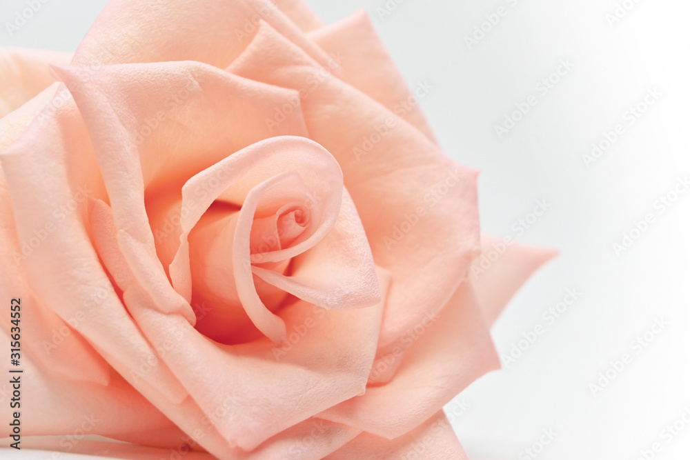 closeup beautiful petal of orange rose gold flower on white background, image used for wedding love romantic concept closeup beautiful petal of orange rose gold flower on white background, image used for wedding love romantic concept