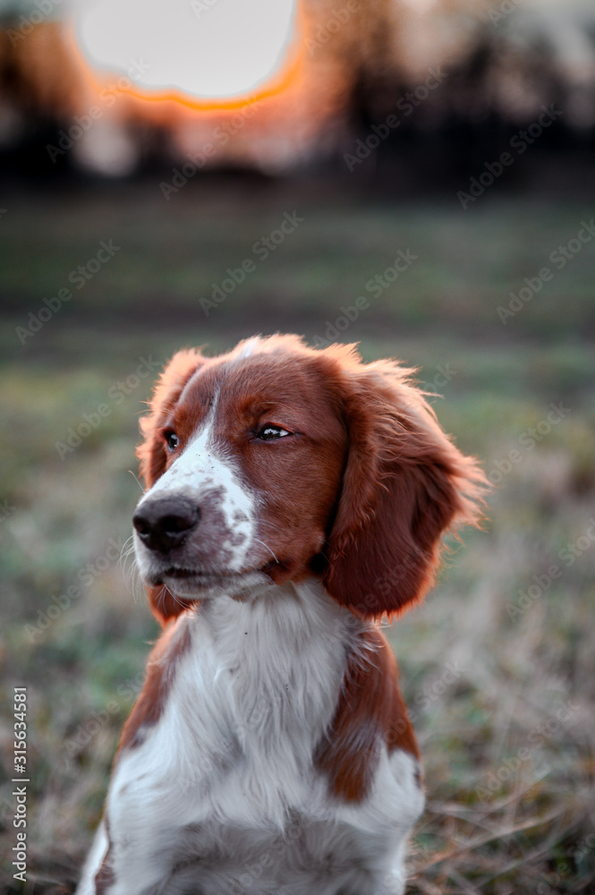 Cute little puppy of welsh springer spaniel breed. Dog portrait on meadow.
