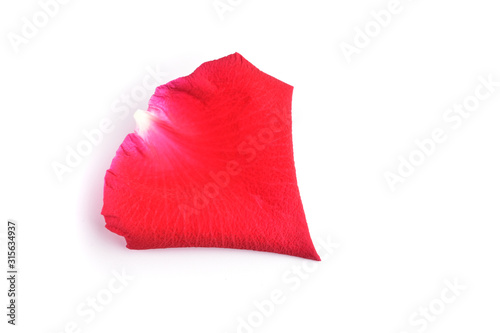 red petal of rose flower isolated on white background