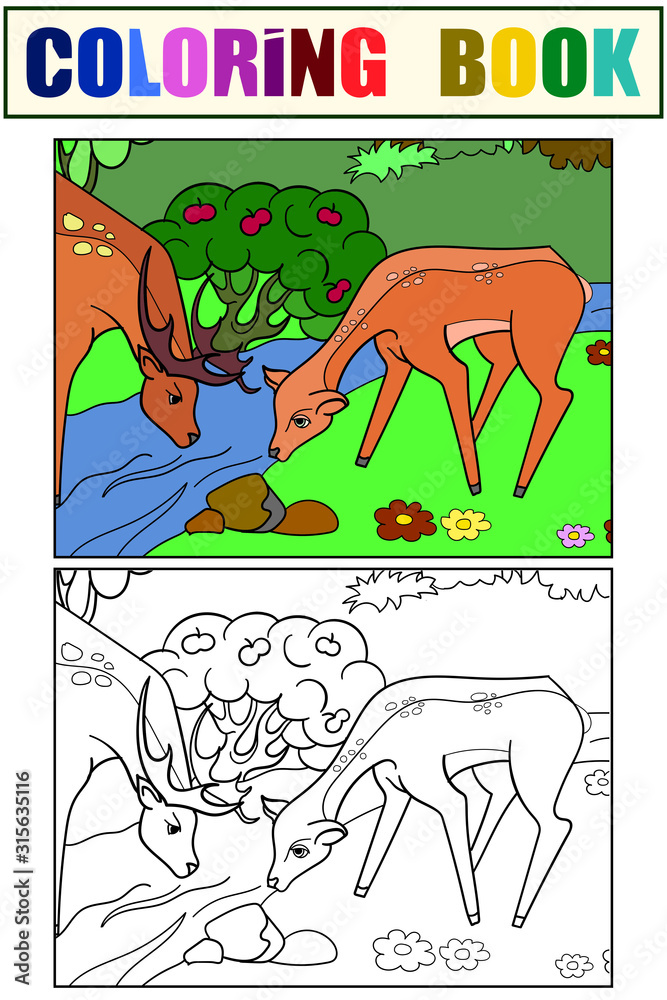 Fototapeta premium Couple, deer family at a watering hole, in a forest. Set coloring book and color picture. Vector