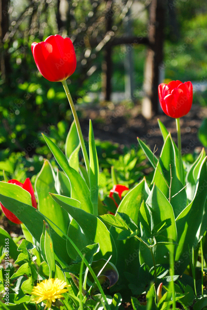 Tulipany kwiat czerwony  - obrazy, fototapety, plakaty 