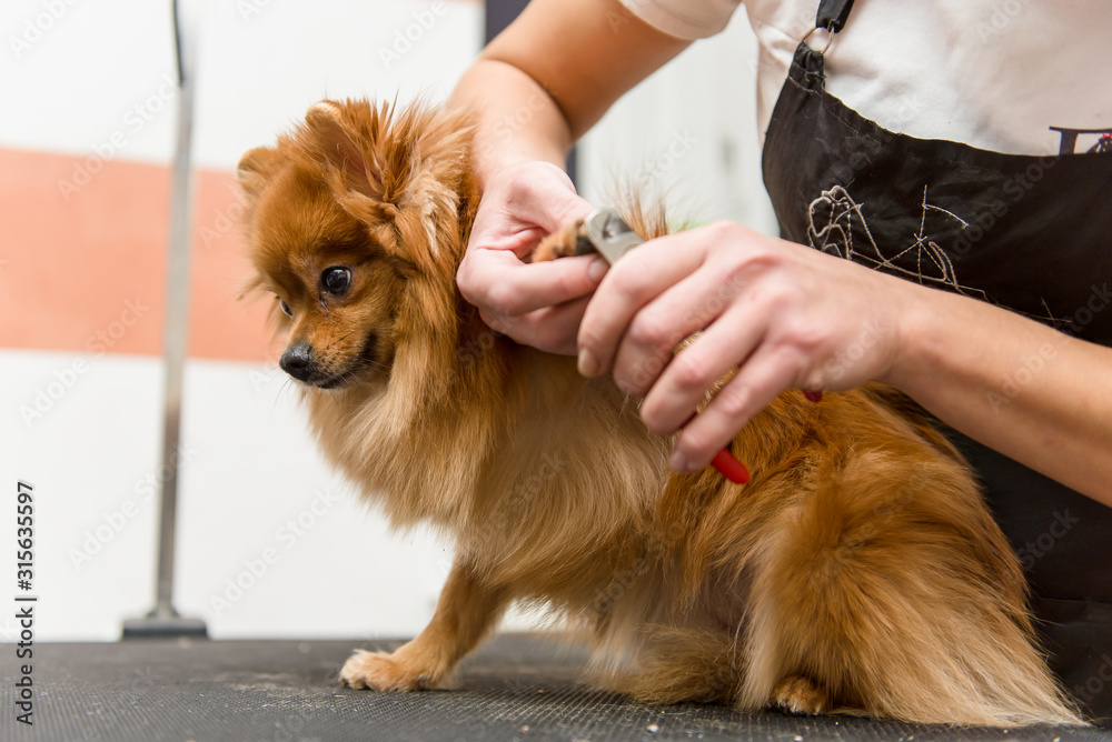The groomer professionally cuts the claws of a Pomeranian dog. The groomer professionally cuts the claws of a Pomeranian dog.