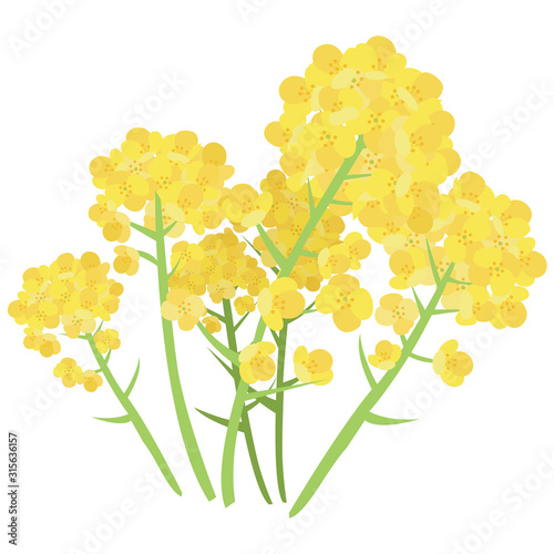 イラスト素材　菜の花 なのはな　ナノハナベクター