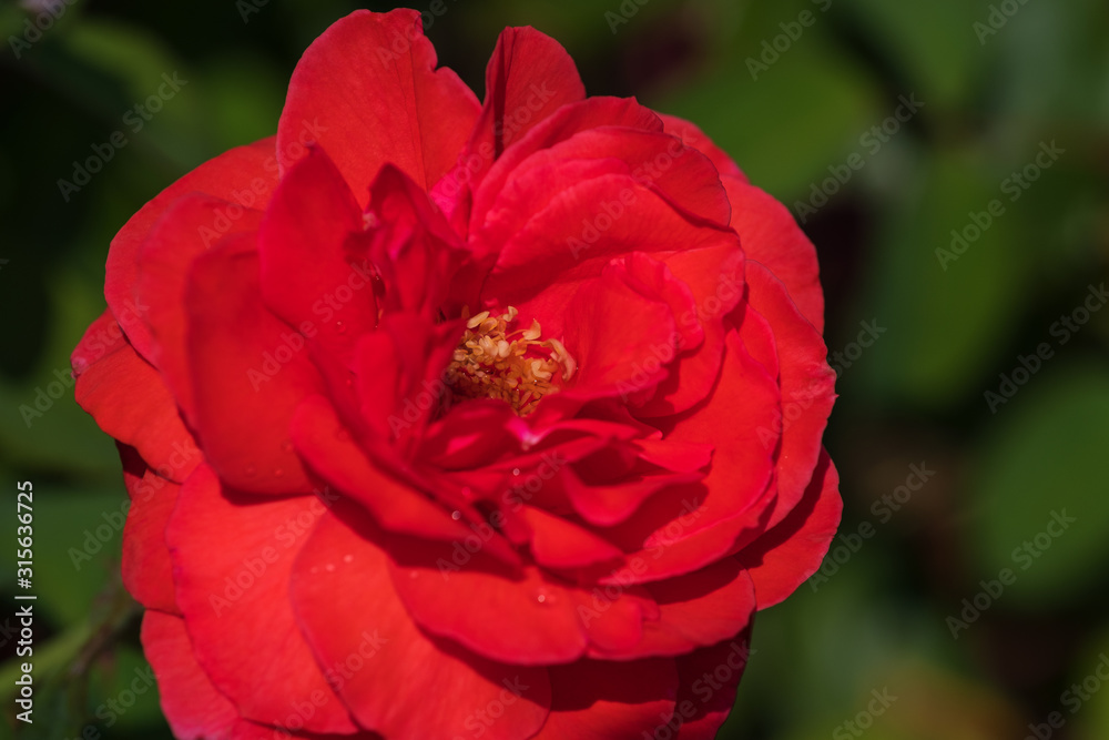 Nahaufnahme einer blühenden roten Rose