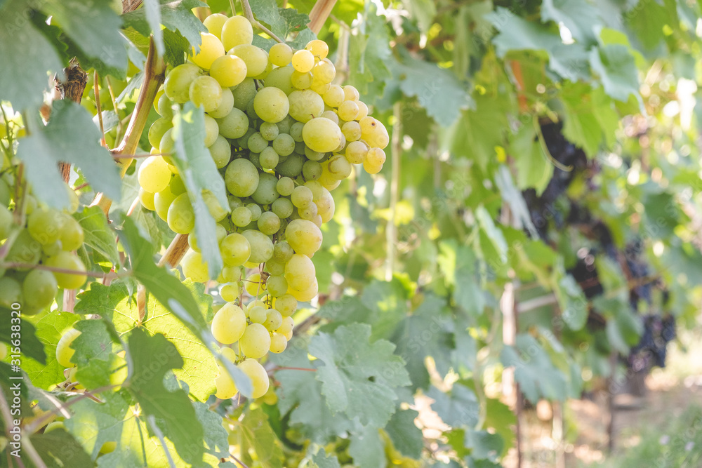 Ripening green grapes in the summer in the vineyard.