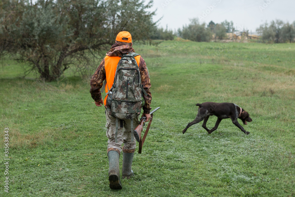 A man with a gun in his hands and an orange vest on a pheasant hunt in a wooded area in cloudy weather. Hunter with dogs in search of game.