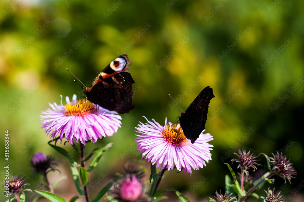 Fototapeta premium Motyle rusałka pawik