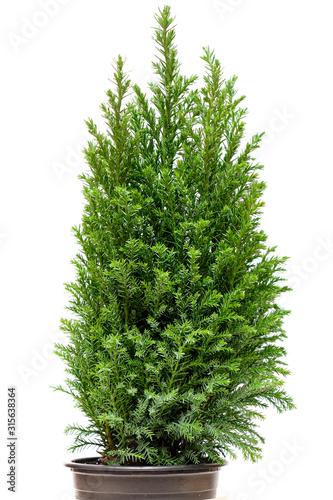 Little green cypress tree. Isolated on white.
