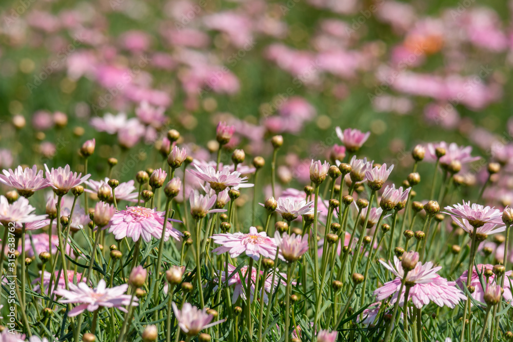 Naklejka premium Beautiful Small soft pink flowers in a garden, beautiful nature outdoor park background.