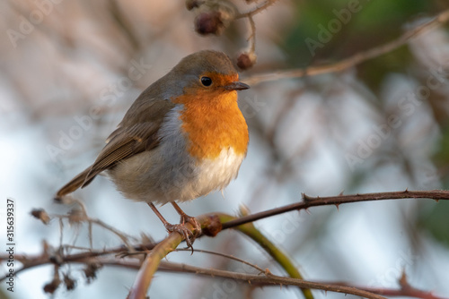 Robin on a branch in winter © Nathan P Taylor