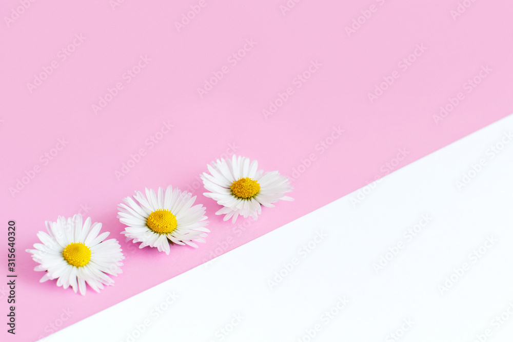 White daisies on a light pink and white background White daisies on a light pink and white background