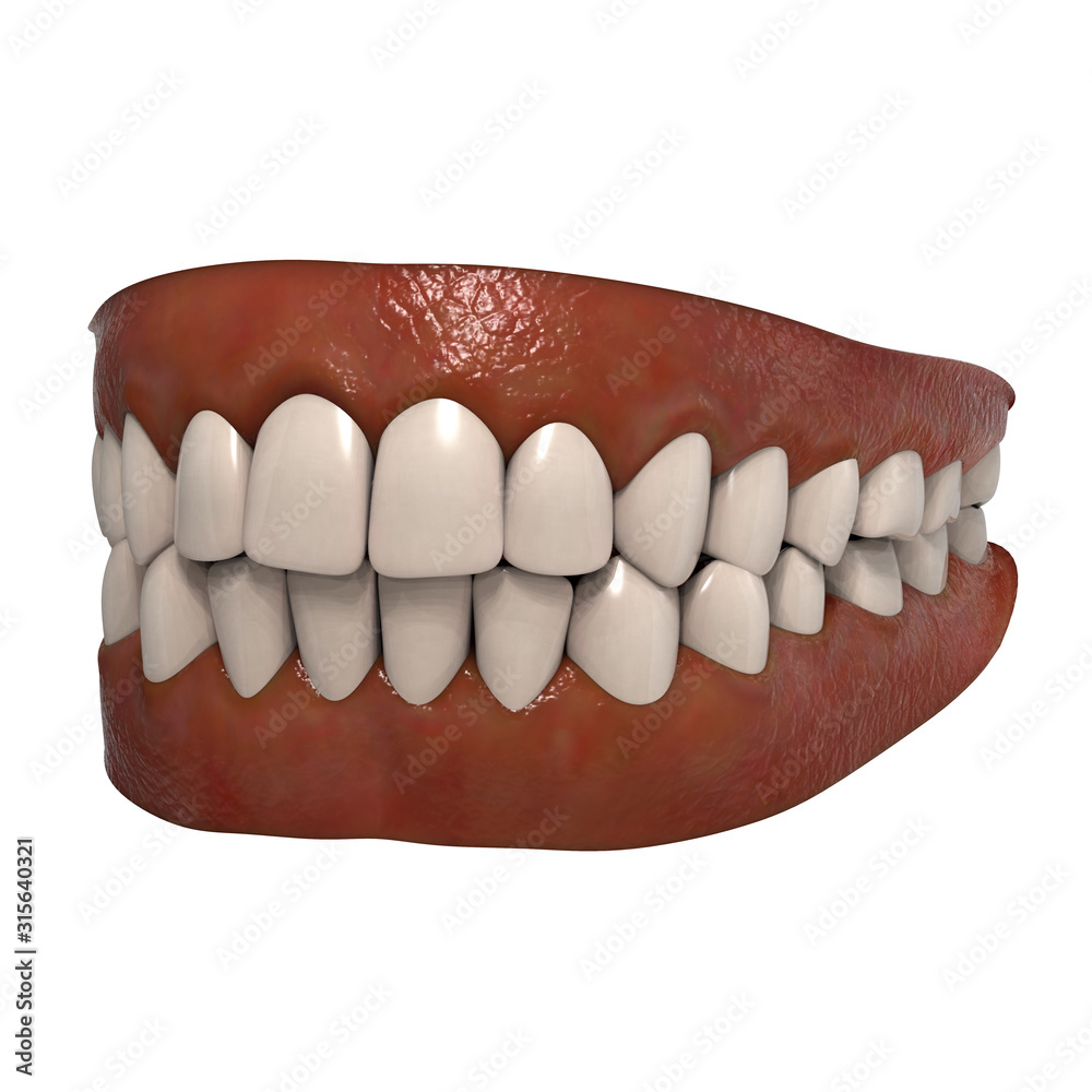 Anatomical 3D Illustration of Human Jaws with Teeth and Gums Isolated on White Background. Anatomical 3D Illustration of Human Jaws with Teeth and Gums Isolated on White Background.