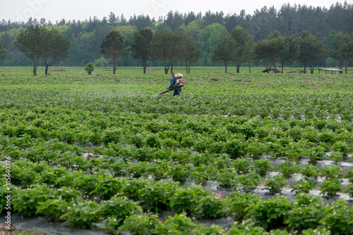 young strawberry farm field, Ukraine.