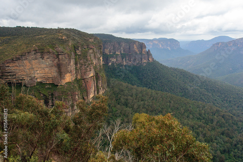 Eucalyptus forests in the Blue mountains, Katomba, Leura, Sydney 