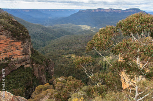 Eucalyptus forests in the Blue mountains, Katomba, Leura, Sydney 