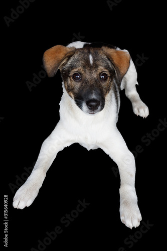 portrait of a cute puppy isolated on black background