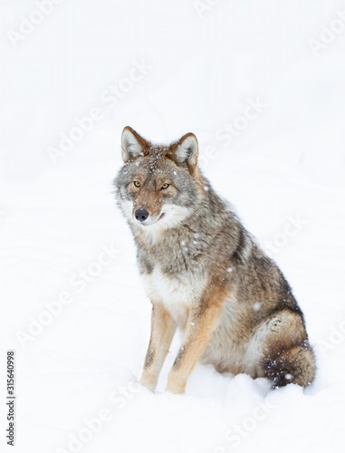 A lone coyote Canis latrans isolated on white background sitting in the winter snow in Canada © Jim Cumming