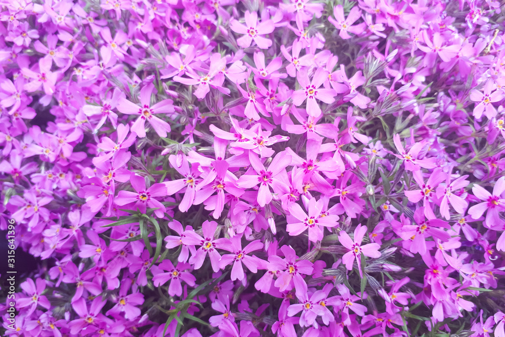 Close-up of beautiful purple flowers, phlox subulata, also known as moss phlox, mountain phlox