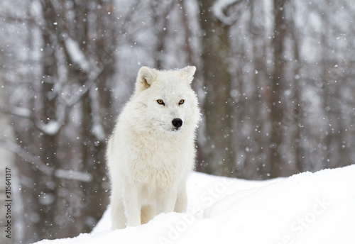 Arctic wolf standing in the falling winter snow in Canada