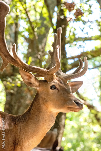 Fototapeta Naklejka Na Ścianę i Meble -  Fallow Deer Buck 