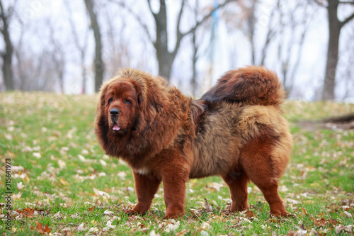 Tableau sur toile Dog breed Tibetan mastiff