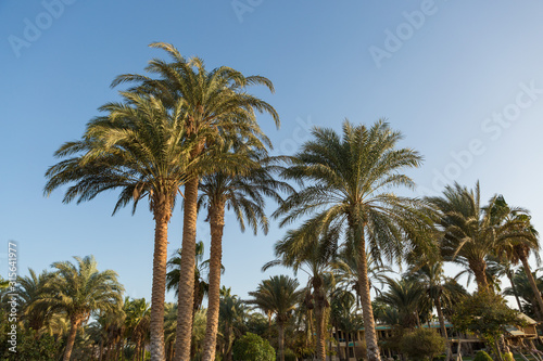 Branches of date palms under blue sky in Summer