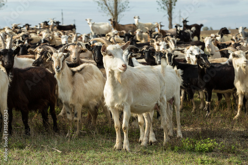 Sheep and goats graze on green grass in spring 