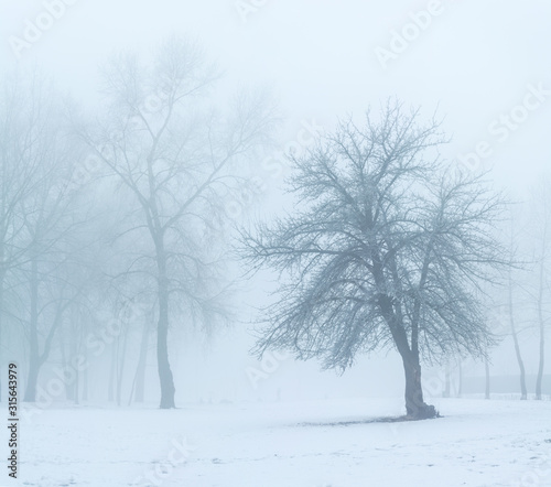 winter's tale © Oleksii Sergieiev